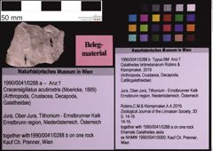 Foto (Objekt + Etiketten) von Galatheites britmelanarum (Robins & Klompmaker, 2019) (NHMW-GEO-1990-0041-0288b)